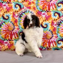 Grey - Brown male Poodle puppy in Houma, Louisiana from Smart Azz Poodles