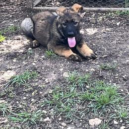 Hooligan - Sable male German Shepherd puppy in San Antonio, Texas from Grendelhaus Shepherds