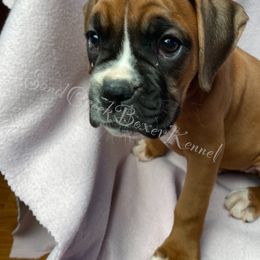 Boxer Puppies from Sand Creek Boxer Kennel