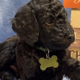Green Collar - Poodle puppy from Stonewick Poodles