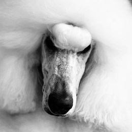 Harper - Poodle