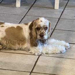 Biscuit - Cocker Spaniel