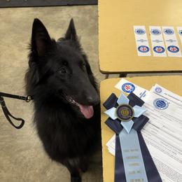 Loki - Belgian Sheepdog