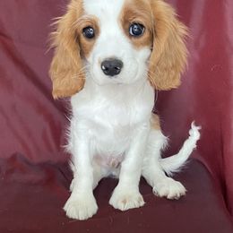 Cavalier King Charles Spaniel Puppies from Christina’s Cavaliers