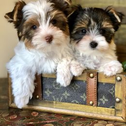 Biewer Terrier and Yorkshire Terrier Puppies from Wisteria Yorkies