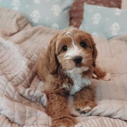 Cocoa - Apricot female Goldendoodle puppy in Atlanta, Georgia from Cedarcrest Goldendoodles