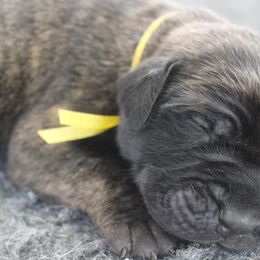 Mastiff Puppies from Fire Creek Mastiffs