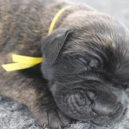 Mastiff Puppies from Fire Creek Mastiffs