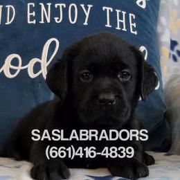 Yellow collar female - Black female Labrador Retriever puppy in Palmdale, California from Sweet As Sugar Labradors