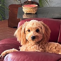 Goldendoodle Puppies from Northwoods Goldendoodles