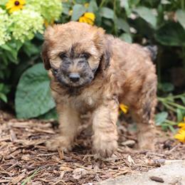 Preston - Wheaten male Whoodle puppy in West Bend, Iowa from Blue Skies Terriers