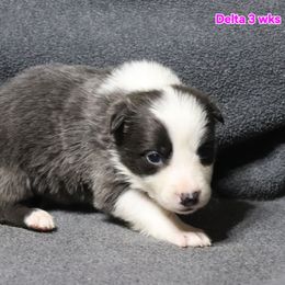Delta - Blue female Border Collie puppy in Richmond, Maine from Lil Maine Border Collies