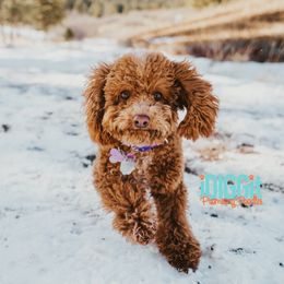 Nova - Poodle