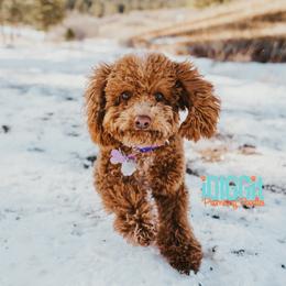 Nova - Poodle