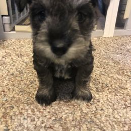 Miniature Schnauzer and Poodle Puppies from Bits & Bytes Farm