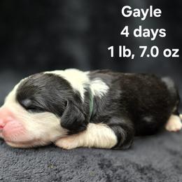 Girl 1 - female Old English Sheepdog puppy in Sutherlin, Oregon from Sapphire Eyes Sheepdogs