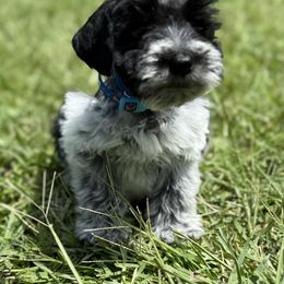 Boy 2 - White male Miniature Schnauzer puppy in Charlotte, North Carolina from Marley’s Babies