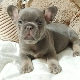 Purple Collar aka Alana - Blue female French Bulldog puppy in Joliet, Illinois from MarvelousFrenchies