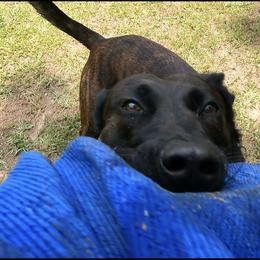 Belgian Malinois and xDutch Shepherd All Grown Up from Alliance K9