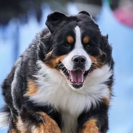 Elliot - Bernese Mountain Dog