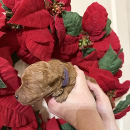 Miss Sadie - Red  female Poodle puppy in Fairfield, North Carolina from Leaning T Ranch