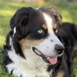 Mia - Australian Shepherd