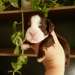 Waylon - Tri-color male Bernedoodle puppy in Ammon, Idaho from Little Stone Bernedoodles