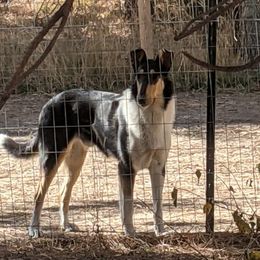 Max - Collie