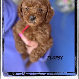 Bernedoodle, Cavapoo, Goldendoodle, and Poodle Puppies from Gypsi Doodles & Poodles