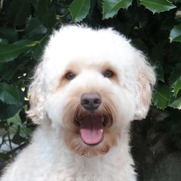 Rowan - Australian Labradoodle