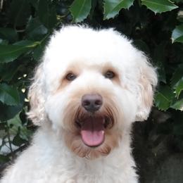 Rowan - Australian Labradoodle