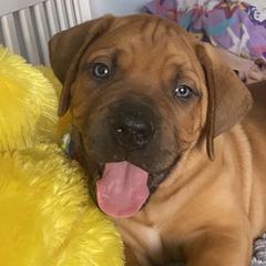 Boerboels from Coachella So Cal Boerboels