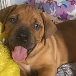 Boerboels from Coachella So Cal Boerboels