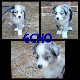 Boy 2 - Blue merle Australian Shepherd puppy in London, Kentucky from Stormy Creek Aussies