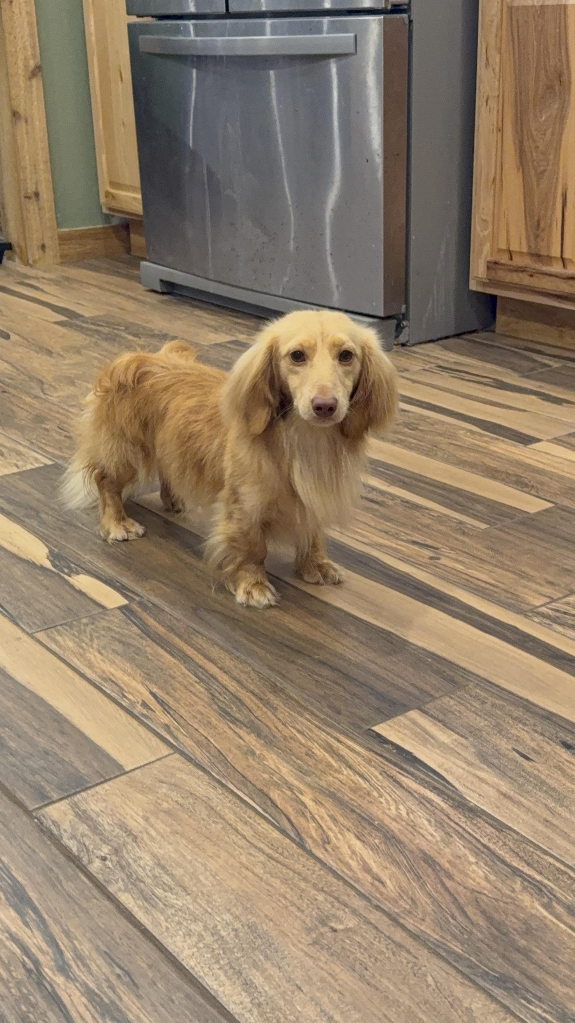 Biscuit