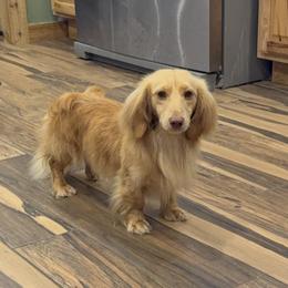 Biscuit - Dachshund