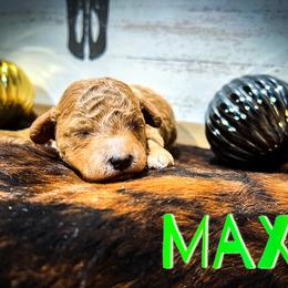Poodle puppies from Poodle Doodle Boyds