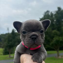 Gracie - Blue female French Bulldog puppy in Salisbury, Maryland from 77 Frenchies Maryland