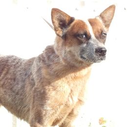 Australian Cattle Dogs and Australian Shepherds from Wild Oak Farms