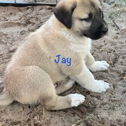 Jay - Fawn male Anatolian Shepherd Dog puppy in Avon Park, Florida from Sandy Pines Homestead