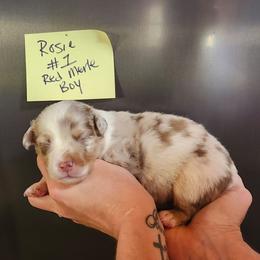 Rosie Boy 1 - Red merle male Miniature Australian Shepherd puppy in Hampton, Tennessee from TC Farms Stock Dogs - Miniature Australian Shepherds