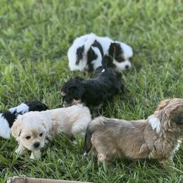 Shih Tzus, Shorkies, and Yorkshire Terriers from Tiny Tales Co.