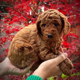 Red Collar Boy - Red  male Poodle puppy in Modesto, California from Dry Creek Poodles