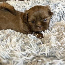 Sprout - Chocolate male Shih Tzu puppy in Manahawkin, New Jersey from Lilly’s Seashore Shih Tzus