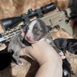 Ruger - Blue merle male Miniature Australian Shepherd puppy in Queen Creek, Arizona from Arizona Aussies