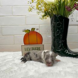 Girl 3 - female Shetland Sheepdog puppy in Zephyrhills, Florida from Highland Shelties & Aussies