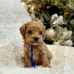 Comet - Apricot male Cavapoo puppy in Preston, Idaho from Shaffer Top Notch Puppies