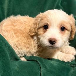 Pip - Cream female Aussiedoodle puppy in Missouri from Mini AussieDoodles on Meadow Lane