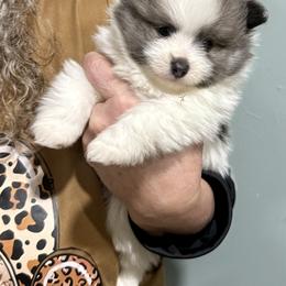 Blue Sable Parti Boy 5wks - Blue sable male Pomeranian puppy in Madison, Ohio from PawSitive Therapy Pomeranians