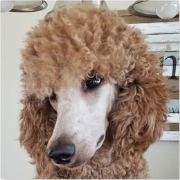 Ally - Poodle